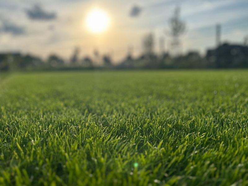 Gepflegte Rasenfläche im Gegenlicht